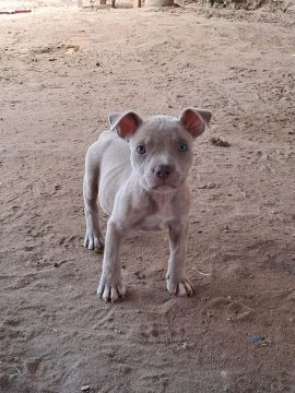 Filhote Pitbull Cinza