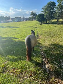 Cavalo crioulo 