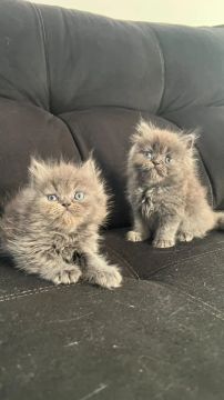Gatinhas Persas Cinzas (filhotes)