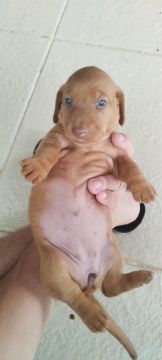 Filhotes de Dachshund