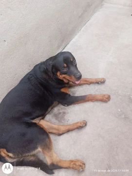 Rottweiler disponível para adoção