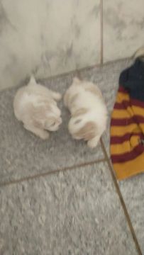 filhotes de shihtzu femea