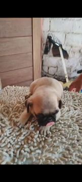 Filhote de Pug , fêmea e macho 