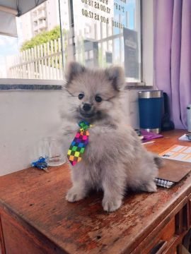 Filhote de Spitz Alemão Macho