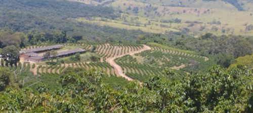 Fazenda produzindo cafe em Itaguara MG 45 HECTARES