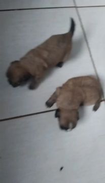 Dois filhotes de shihtzu macho