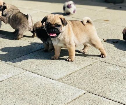 Vendo filhote de pug mini abricot 