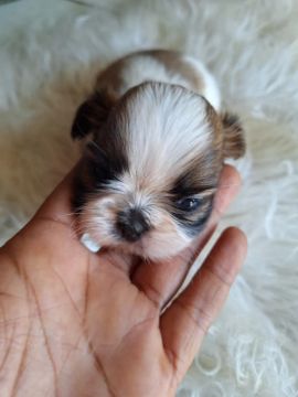 Filhote Shih tzu Femea 