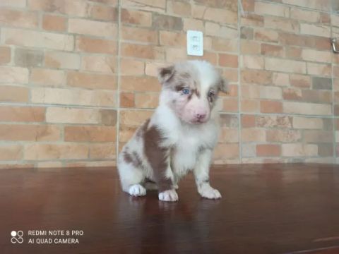 Filhotes de Border Collie Disponíveis 