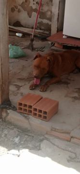 pit bull