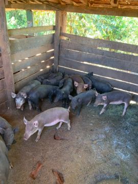 Leitao caipira