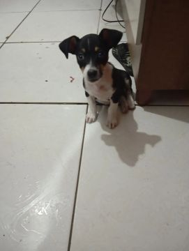 Filhote de cachorro