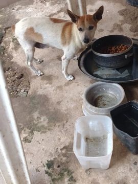Cachorro Adulto para Adoção
