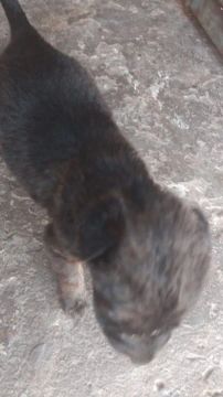 Estou doando se alguém tiver interesse moro na zona sul de Teresina 