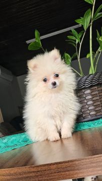 Spitz alemão anão macho com dois meses.  Pronta entrega 