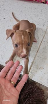 Pitbull 