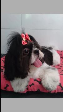 Procuro cachorro para cobertura 