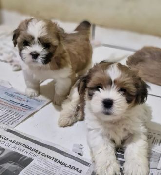 Lhasa Apso Macho 