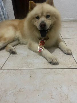 Chow-Chow para adoção 