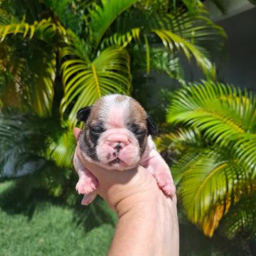 Filhote Bulldog Francês