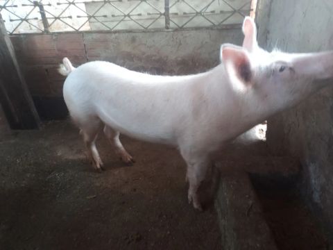 Porco inteiro 