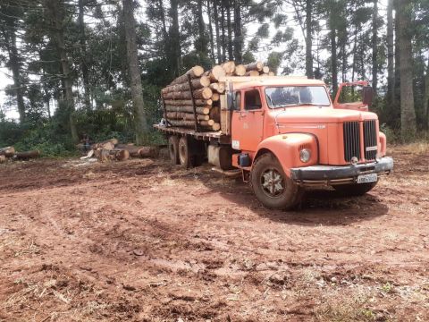 Scania jacare 111 ano 78 no truk puxando tora trabalhando 