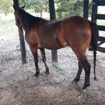 Cavalo Quarto de Milhar 