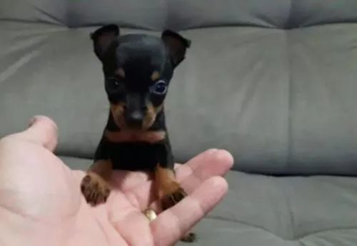 Pinscher zero machinho 