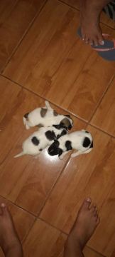 Filhotes de Shih Tzu