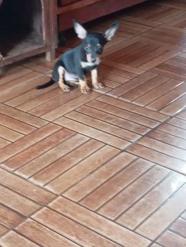 Pincher macho n1