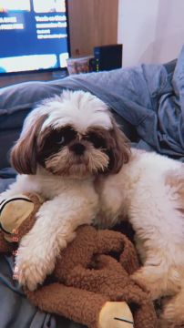 Shihtzu macho procura fêmea 
