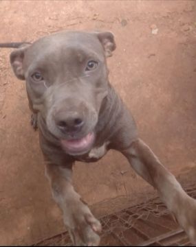 Vendo  pitbull