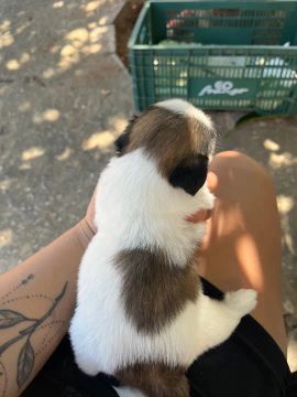 Shitzu Mini disponível 