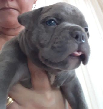American bully