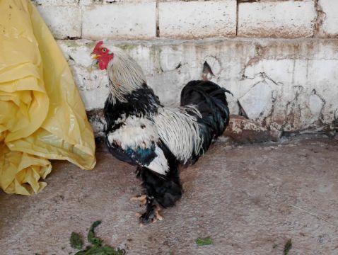 Galo Brahma dark 