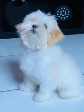  Cachorro Lhasa Apso disponível para namorar 