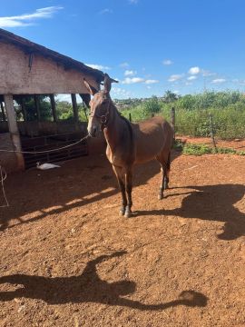 Burro 
