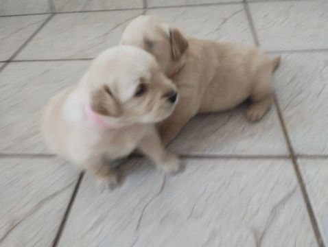 Duas filhotes Golden Retriever