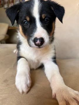 Fêmeas filhotes de border collie 