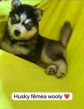 Hushy siberiano fêmea disponível a venda 