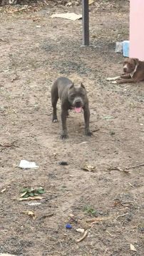 Pitmonster 