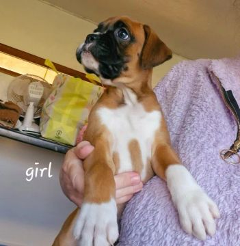 Doguinho Boxer filhotinhos fema e macho