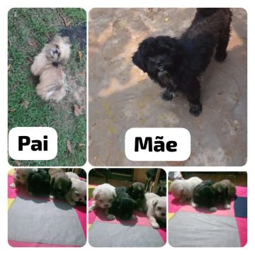 Filhotes Shih Tzu Lindos