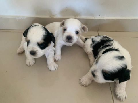 Vende-se filhote de Lhasa Apso 