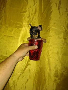 Pinscher zero macho pai pesa 1k com 67 dias com  vasina 