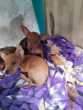 Pinscher