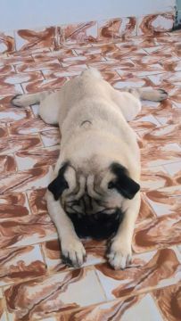 Pug Adorável Procurando Lar