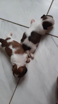 Dois filhotes Shih Tzu à venda