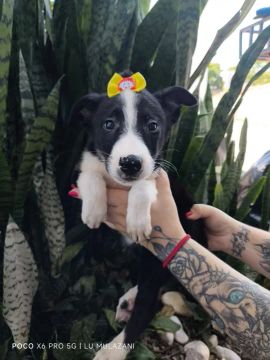 Border Collie Filhotes fêmeas promoção 