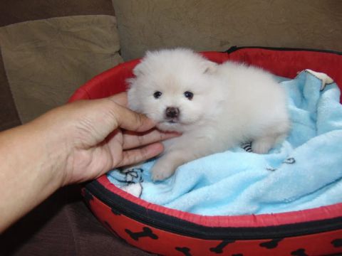 Spitz Alemão Anão macho em 10x.no cartão 